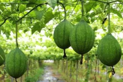 种植瓜蒌的前景,目前来看市场需求较大