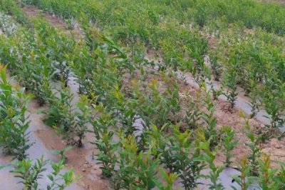 石榴扦插苗期炭疽病的农药预防措施，发现病梢或严重病株及时剪除