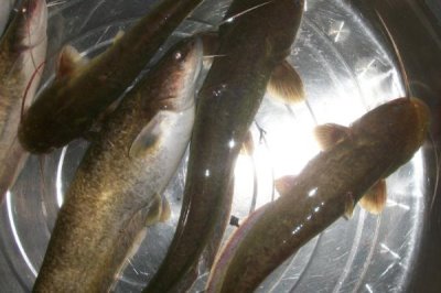 野生鲶鱼一般多少斤,重量和鲶鱼种类有关