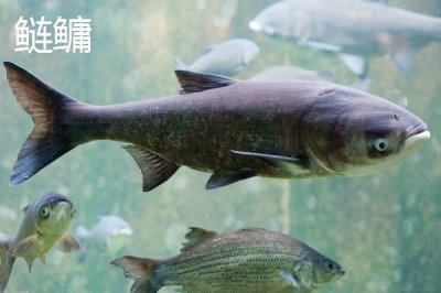 新关东鱼钩有哪些优缺点，钓大鱼有优势，钓小鱼效果不佳