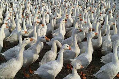 圈养肉鹅的饲喂方法,不同方法每天饲喂量不同