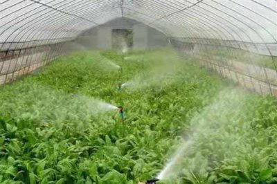 吡虫啉能直接撒土吗,可以直接撒在土上