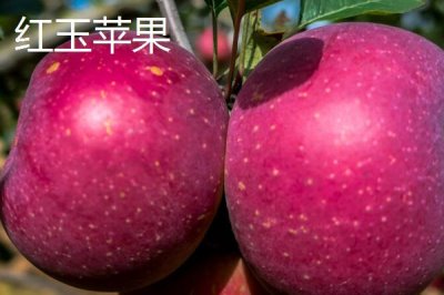 有哪些冷门苹果品种，包括印度青苹果、黄香蕉苹果、红星苹果等种类