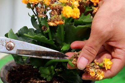 新苗长寿花的修剪方法，株高达到4-6厘米时摘除顶部的幼芽