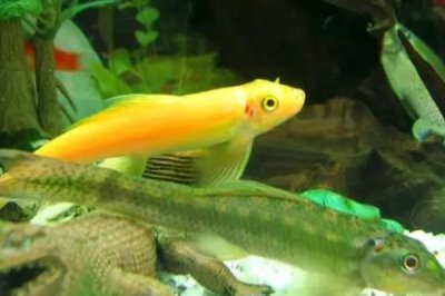 草缸适合养什么鱼,适合养青苔鼠、玛丽鱼、小精灵和灯鱼等