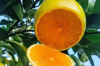 广东湛江的特产，吴川月饼在南宋时期便已开始制作