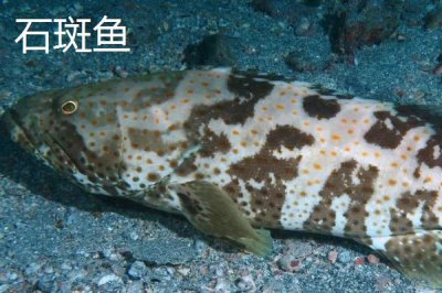 龙趸的产地,主产区为印度洋、太平洋、大西洋的热带、亚热带海域
