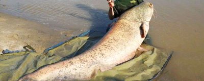 野生鲶鱼一般多少斤,重量和鲶鱼种类有关