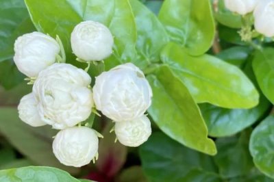 重瓣茉莉与普通茉莉有什么区别,前者属于马鞭草科、后者属于木犀科