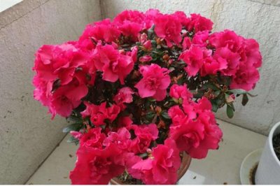 哪些花卉不怕晒,包括向日葵、茉莉花、碗莲等品种