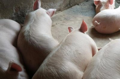 育肥猪拉黑稀的原因,可能是患有猪回肠炎