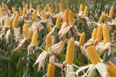 国瑞玉3318玉米种子特点,夏播生育期107.4天