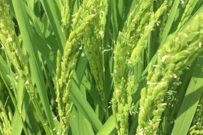 清香优1538水稻品种的特性,每亩有效穗数14.9万穗