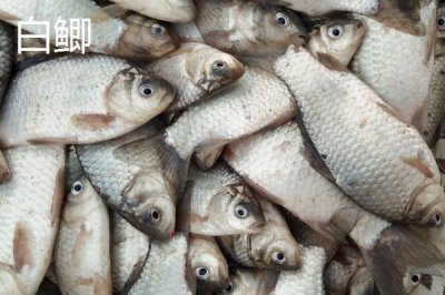 鲫鱼的外观,不同品种的外观有所区别