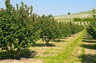 榛子相关介绍，植株为灌木或小乔木、具有较强的抗寒性