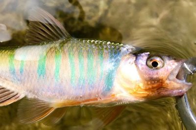 中国北方常见的淡水鱼品种,这7种最为常见