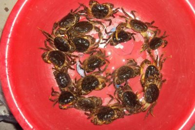 山螃蟹有没有寄生虫,鳃部容易感染多种寄生虫