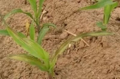 温度低于多少玉米苗会被冻死，低于8℃且持续数天会导致幼苗死亡