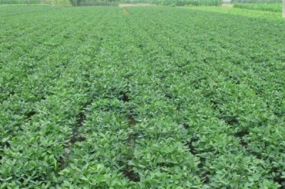 种植花生如何防治青虫害，防止与寄主植物轮作套种