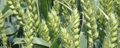 宁紫麦1号小麦品种的特性,适期播种每亩基本苗15万左右