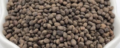 急性子的种植方法,可在春季和夏季播种