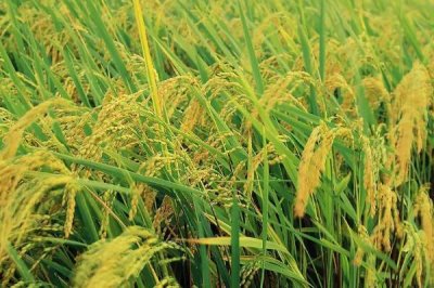 广九优098水稻品种的特性,早造全生育期127天