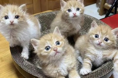 猫流清水鼻涕的原因，可能是气味刺激也可能是感冒了