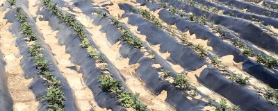 甘薯地膜覆盖种植方法,生育后期低温会影响产量