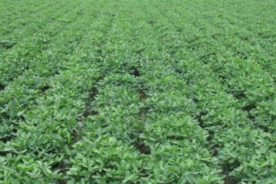 花生亩产量一般能达到多少,产量因品种、土壤等而异