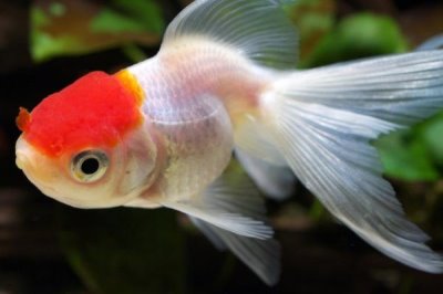 小金鱼吃什么能延长存活时间,不同生长阶段需要的食物有区别