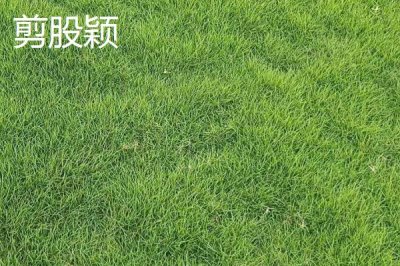 常见的草坪种子,高羊茅适合大范围推广及使用