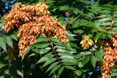 鹅不能吃什么植物,不能吃臭椿叶、灰灰菜、楝树叶等