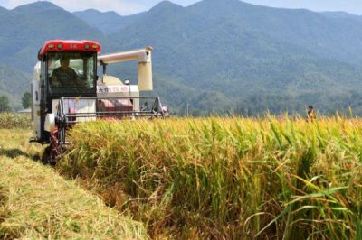 怎么收割倒伏的水稻,需排干水分、扶正稻株才能收割