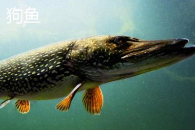 东北冷水鱼的品种,常见这5种