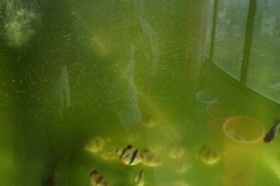 鱼缸的水会变绿的原因,可能是光照过多或过度施肥等