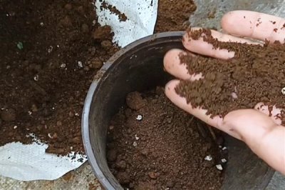 如何扦插茉莉花可提高成活率，使用疏松肥沃的土壤有助于植株生根