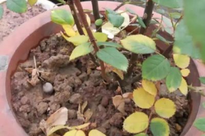 玫瑰花叶子发黄的原因,可能是光照不适或浇水不当等