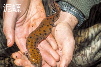 蝾螈的品种,帝王蝾螈已被列入濒危物种