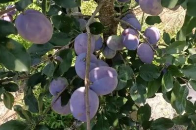 农村栽什么果树赚钱，推荐种植白猕猴桃、蓝莓等