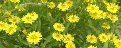 苦荬菜和蒲公英的区别，叶子和花朵均不同