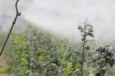 萘乙酸的作用，可以起到疏果、促进生根、防落果等效果