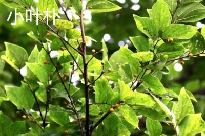 朴树常见的品种有哪些,均可作为绿化树种