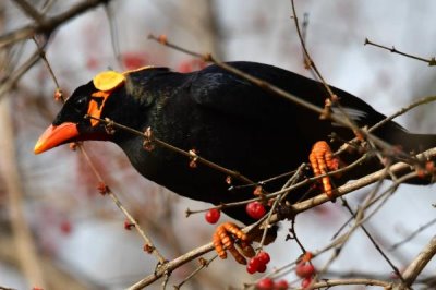 成年鹩哥一天喂多少次食,基本上每天要喂一到两次