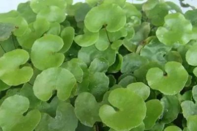 荷叶铁线蕨的繁殖方法，可分株也可孢子繁殖