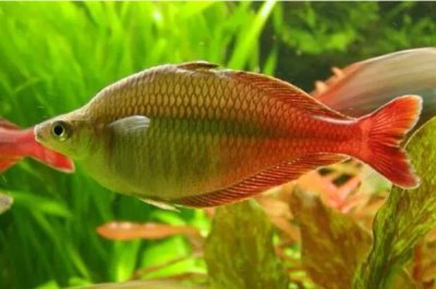 洛氏唇银汉鱼好不好养,饲养难度较大