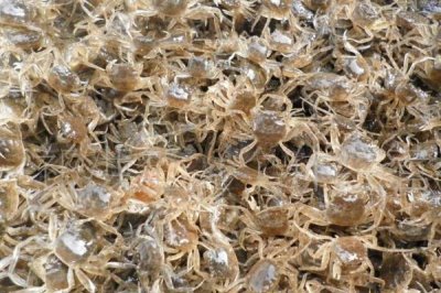 梭子蟹能人工养殖吗,梭子蟹通常可以人工养殖