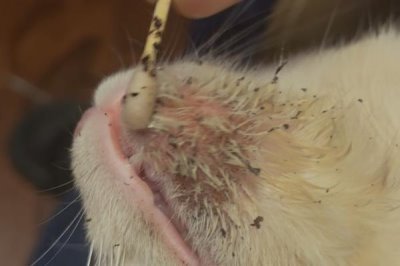 为什么猫咪会长黑下巴，是由于猫咪有毛囊炎了