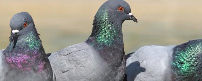 鸽子产蛋要在窝里垫什么,第一选择为稻草