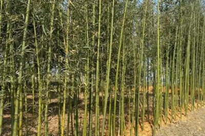 竹子的种植成本，投资因品种而异