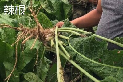 怎么种植芥末,可按照15厘米的株距进行条播